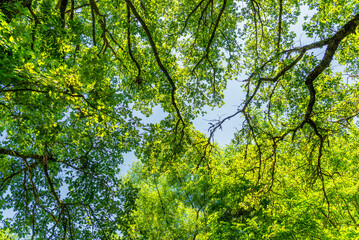 Fototapeta premium forest inside Val d'agri during the summer season, Val D'Agri, Basilicata