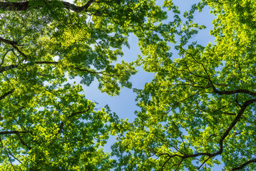 forest inside Val d'agri during the summer season, Val D'Agri, Basilicata