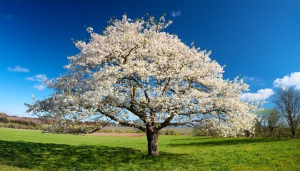 Fototapeta premium Large cherry tree with brilliant white flowers and blue sky as background