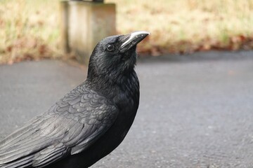 目の可愛いカラス