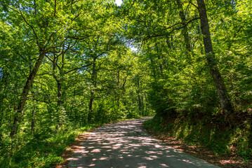 Fototapeta premium forest inside Val d'agri during the summer season, Val D'Agri, Basilicata