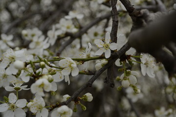 blooming cherry tree in spring