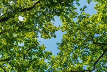 forest inside Val d'agri during the summer season, Val D'Agri, Basilicata