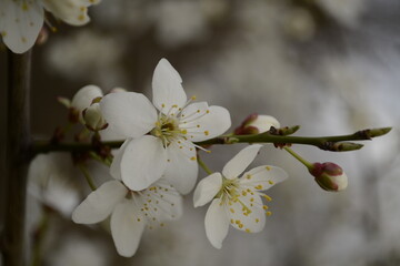 cherry blossom in spring