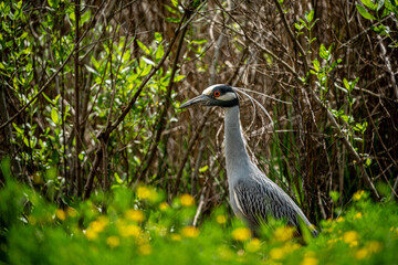 Naklejka premium Black-crowned Night Heron in the Marshland