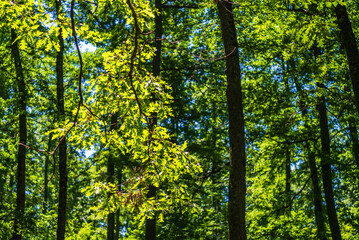 Obraz premium forest inside Val d'agri during the summer season, Val D'Agri, Basilicata