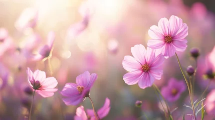 Foto auf Acrylglas Pflegezentrum Beautiful pink cosmos flowers in a soft sunny field bloom light image photo macro plant color flora  © Honey