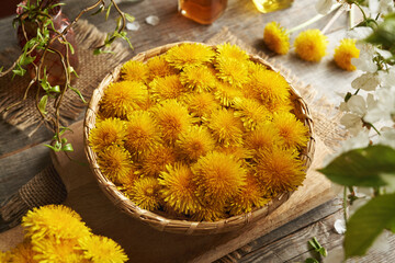 Dandelion flowers collected in spring in a wicker basket. Wild edible plant.