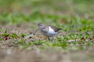 Dere düdükçünü » Common Sandpiper » Actitis hypoleucos