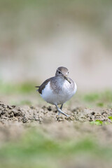 Dere düdükçünü » Common Sandpiper » Actitis hypoleucos