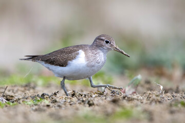 Dere düdükçünü » Common Sandpiper » Actitis hypoleucos