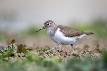 Dere düdükçünü » Common Sandpiper » Actitis hypoleucos