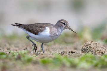 Dere düdükçünü » Common Sandpiper » Actitis hypoleucos