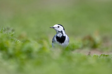 Ak kuyruksallayan » White Wagtail » Motacilla alba