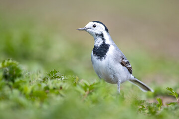 Ak kuyruksallayan » White Wagtail » Motacilla alba
