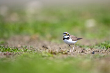 Halkalı küçük cılıbıt » Little Ringed Plover » Charadrius dubius