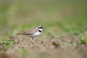 Halkalı k&uuml;&ccedil;&uuml;k cılıbıt &raquo; Little Ringed Plover &raquo; Charadrius dubius