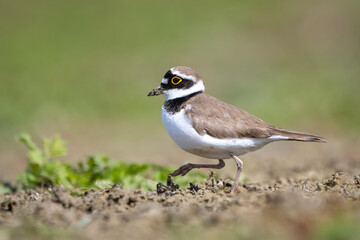 Halkalı küçük cılıbıt » Little Ringed Plover » Charadrius dubius