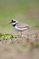 Halkalı küçük cılıbıt » Little Ringed Plover » Charadrius dubius