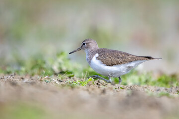 Dere düdükçünü » Common Sandpiper » Actitis hypoleucos