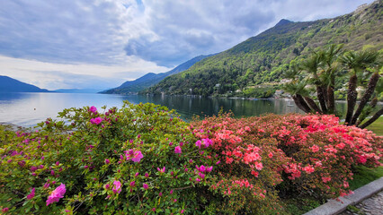 The idyllic view of the picturesque lake Maggiore in Italy or Switzerland, surrounded by the Alps. In the foreground - rhododendron and azalea with beautiful pink flowers and a few palm trees.