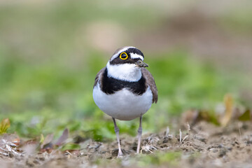 Halkalı küçük cılıbıt » Little Ringed Plover » Charadrius dubius