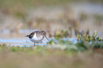 Dövüşkenkuş » Ruff » Calidris pugnax