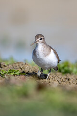 Dere düdükçünü » Common Sandpiper » Actitis hypoleucos
