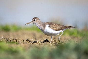 Dere düdükçünü » Common Sandpiper » Actitis hypoleucos