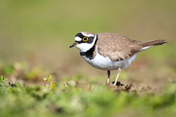 Halkalı küçük cılıbıt » Little Ringed Plover » Charadrius dubius