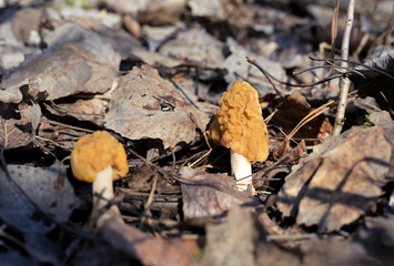 Pair of Yellow Morel Mushrooms in Leaf Litter, Morchella esculenta