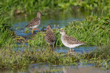 Dövüşkenkuş » Ruff » Calidris pugnax