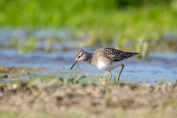 Dövüşkenkuş » Ruff » Calidris pugnax