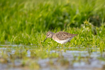 Dövüşkenkuş » Ruff » Calidris pugnax