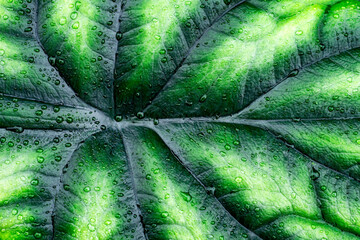 Wet Alocasia baginda leaf with interesting leathery texture