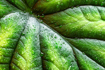 Wet Alocasia baginda leaf with a reptile scale appearance
