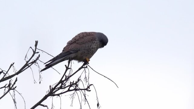 jolie faucon cr&eacute;cerelle m&acirc;le, un soir d'hiver, par temps clair, l'oiseau sauvage qui est un rapace recherch&eacute; ses rongeurs en &eacute;tant perch&eacute; pour &eacute;conomiser de l'&eacute;nergie