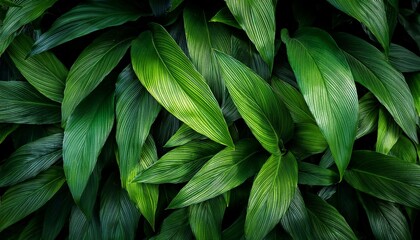 Beautiful Green leaves wall background