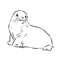 navy seal, vector sketch