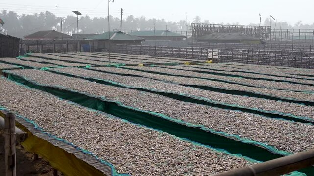 Small fish caught from the sea have been cleaned and placed on bamboo platforms to dry in the sun at Nazirartek, Cox's Bazar District.