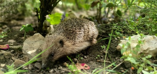 Hedgehog exploring a lush garden