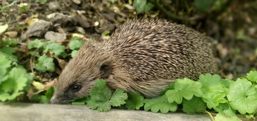 Hedgehog exploring a lush garden