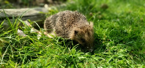 Hedgehog exploring a lush garden