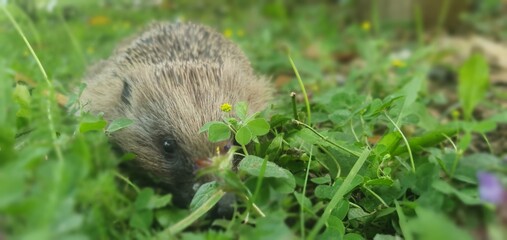 Hedgehog exploring a lush garden