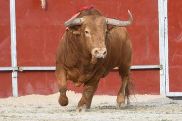 toro bravo español