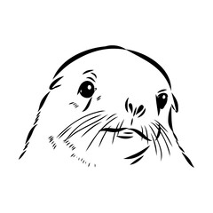 navy seal, vector sketch