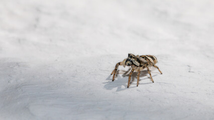 Springspinne