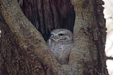 Close-up portrait of owl perching on tree trunk