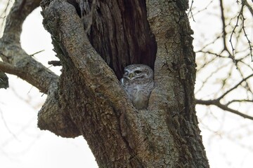 Obraz premium Close-up portrait of owl perching on tree trunk