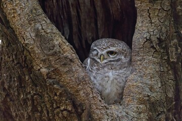 Close-up portrait of owl perching on tree trunk